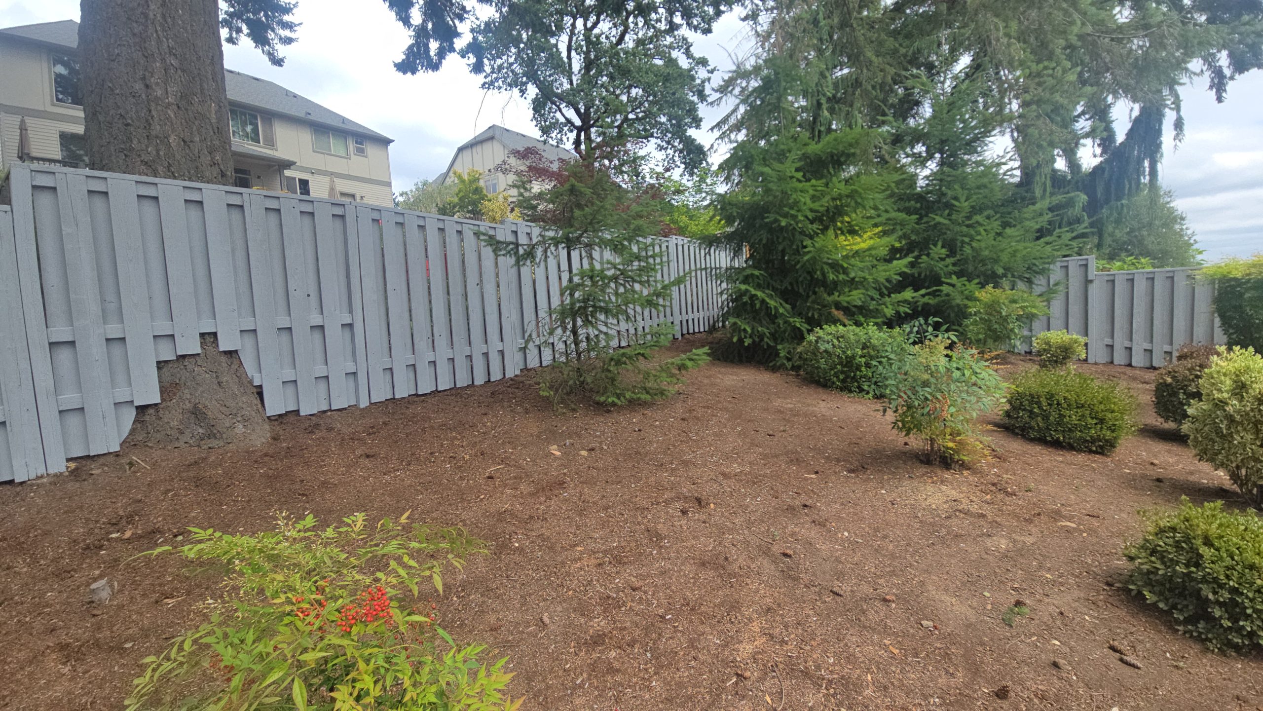 A backyard with a grey wooden fence, large trees, and mulched ground with small shrubs.